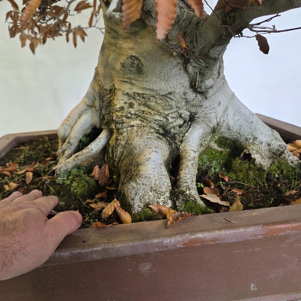 Venkovní bonsai - Fagus crenata