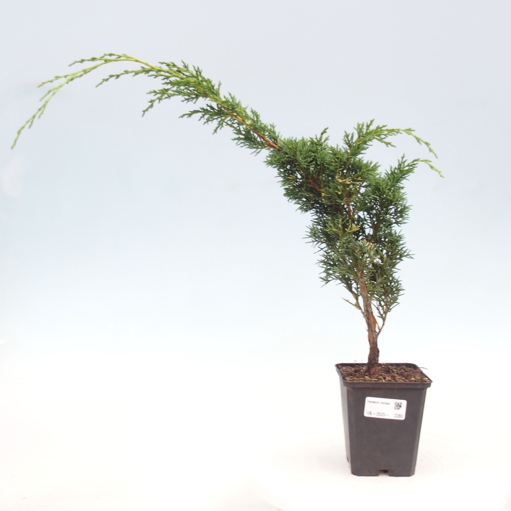 Venkovní bonsai - Juniperus chinensis Kishu -Jalovec čínský