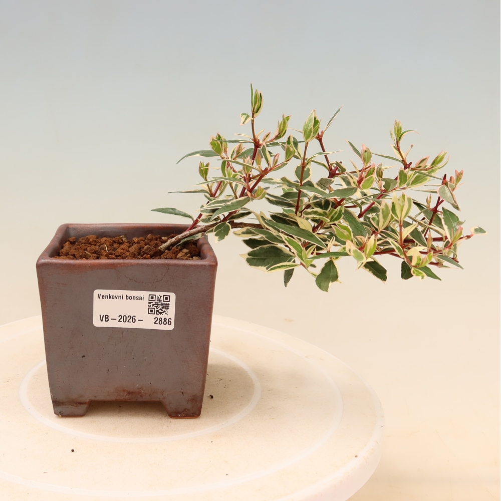 Venkovní bonsai - Abelia gr. Confetti - Abélie velkokvětá