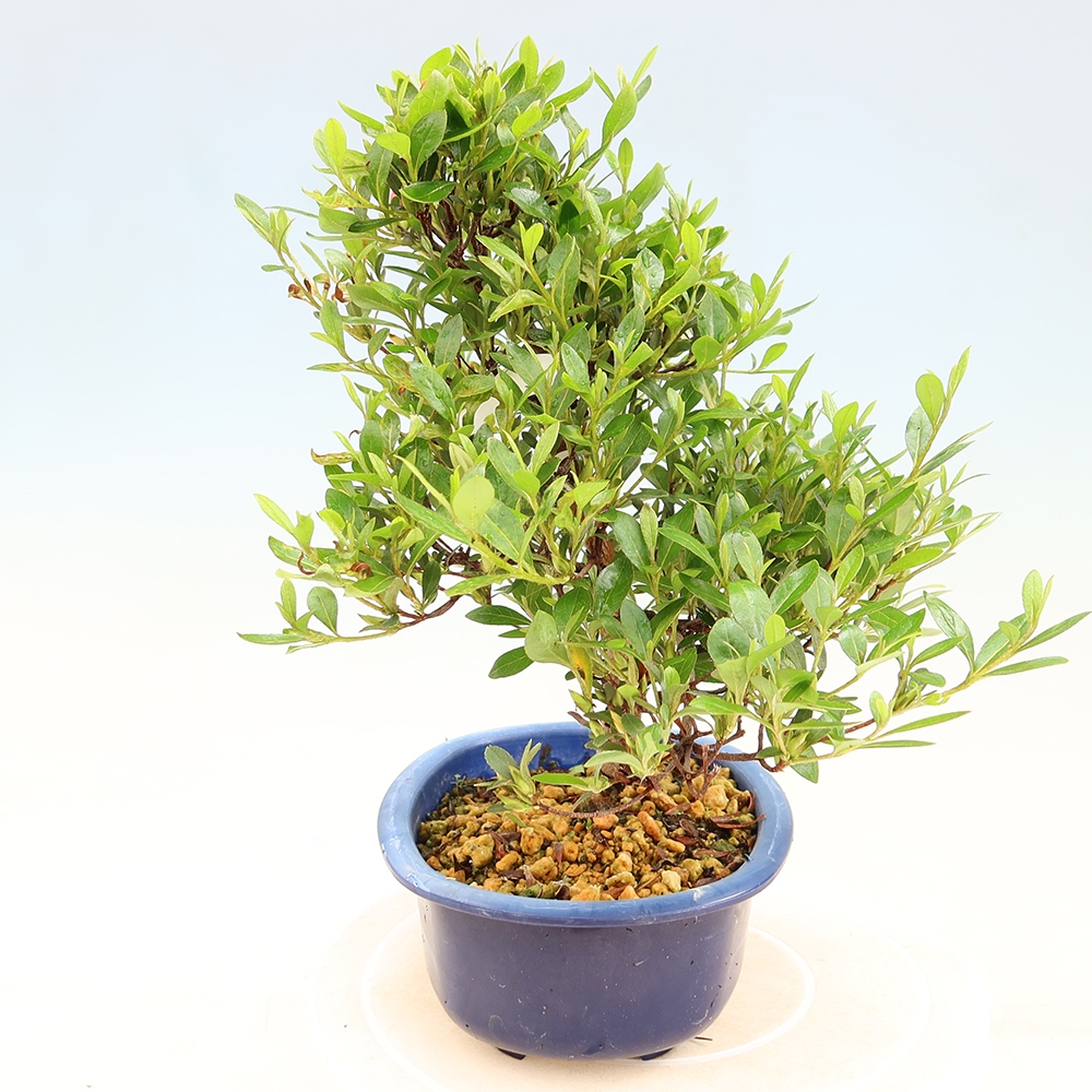 Venkovní bonsai - Japonská azalka - Azalea Matsunami