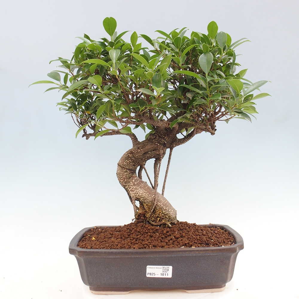 Pokojová bonsai - Ficus kimmen -  malolistý fíkus