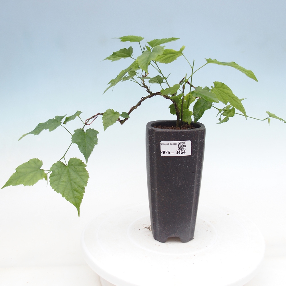 Pokojová bonsai - Abutilon Red Trumpet - Pokojová lipka