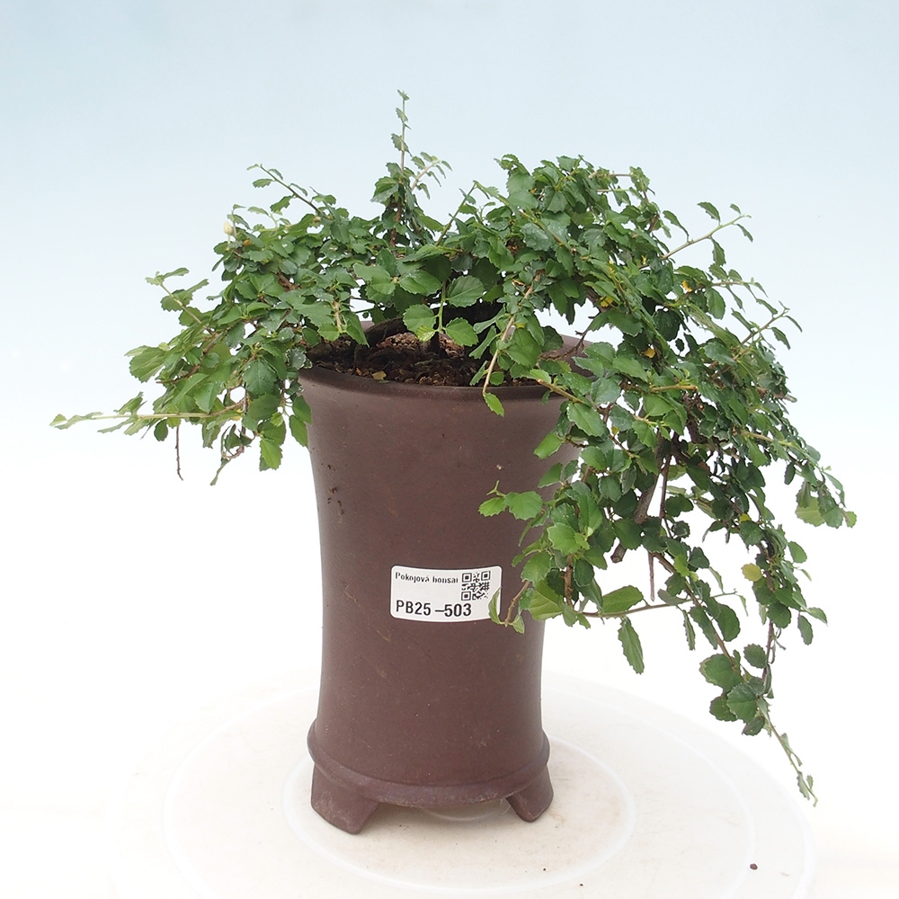 Pokojová bonsai - Grewia sp. - Grewie malolistá