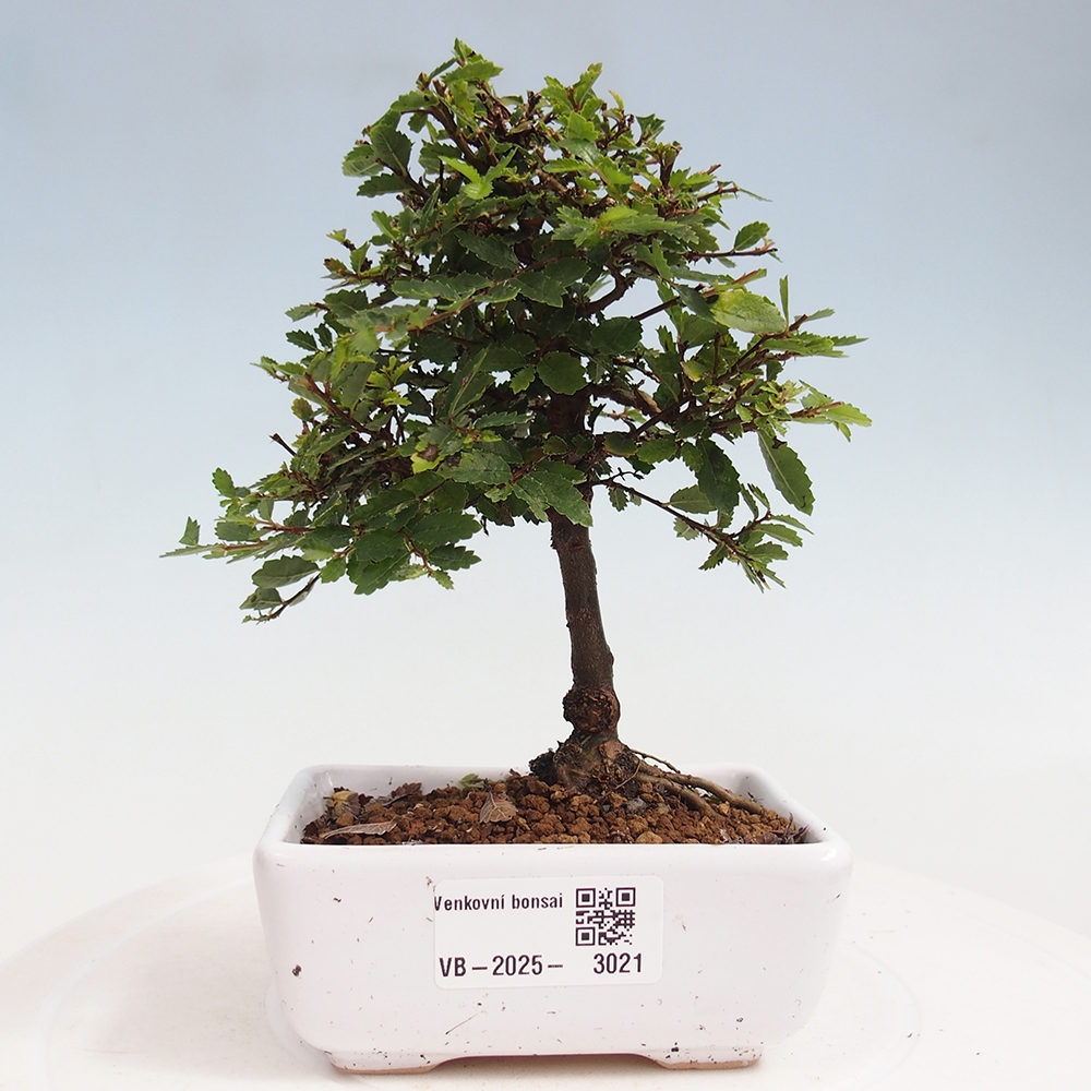 Venkovní bonsai - Ulmus parvifolia Sagei - Malolistý jilm