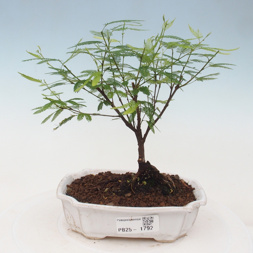 Pokojová bonsai-Calliandra surinamensis Dixie Pink - Kaliandra Suriámská