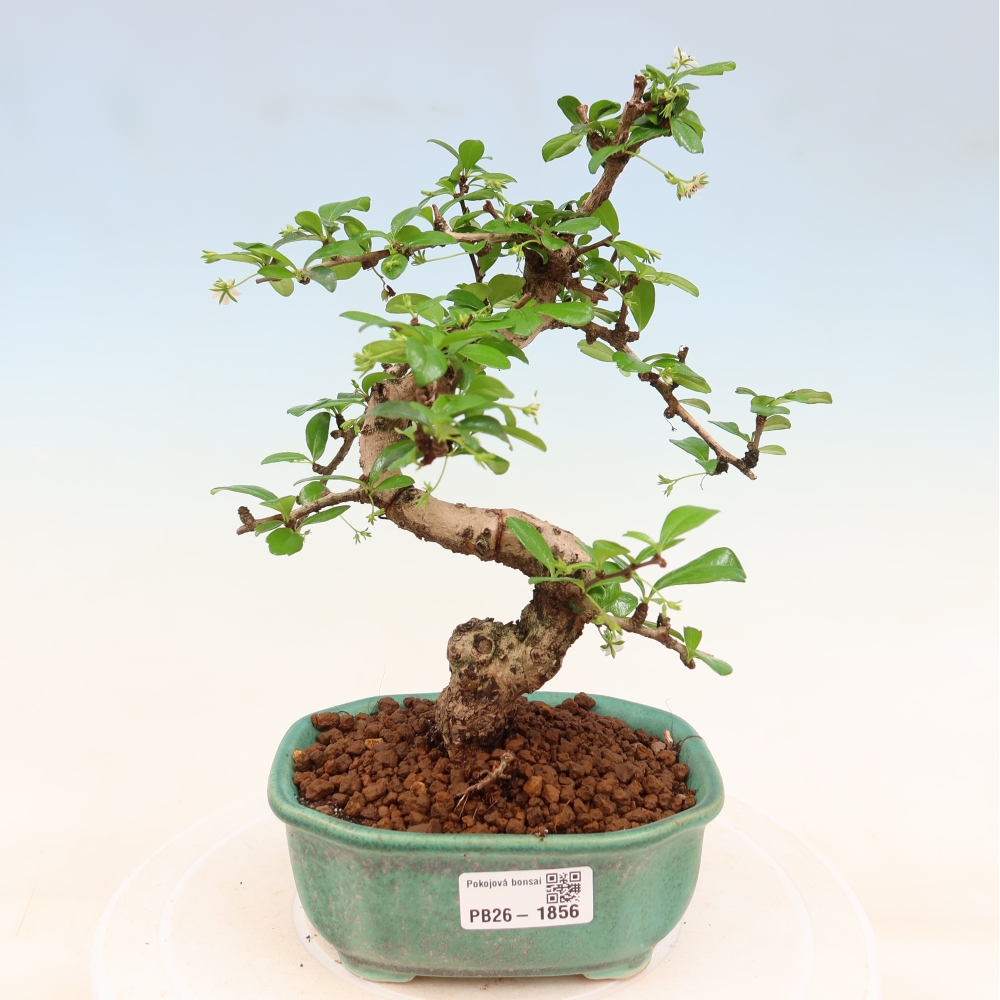 Pokojová bonsai - Carmona macrophylla - Čaj fuki