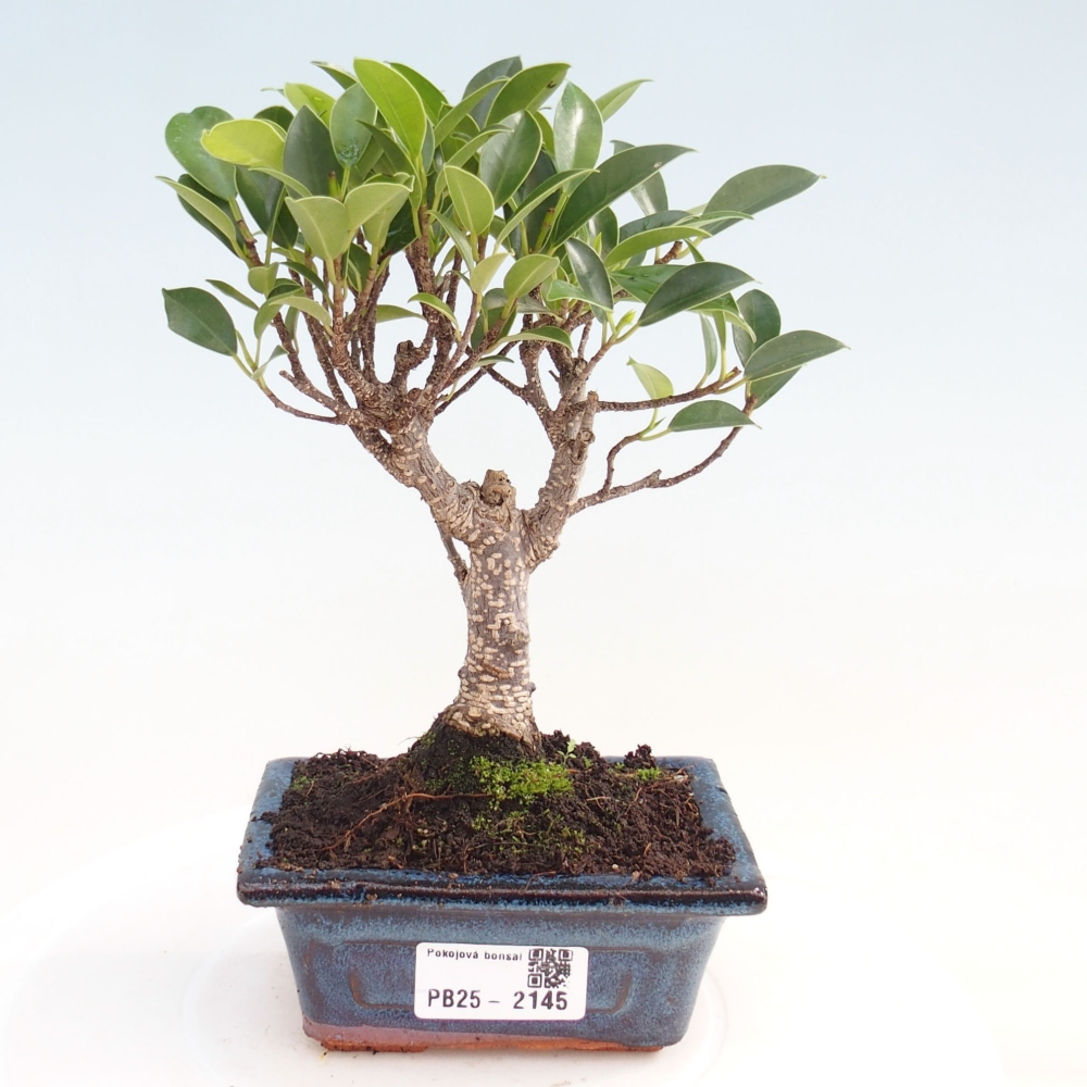 Pokojová bonsai Ficus retusa kimmen