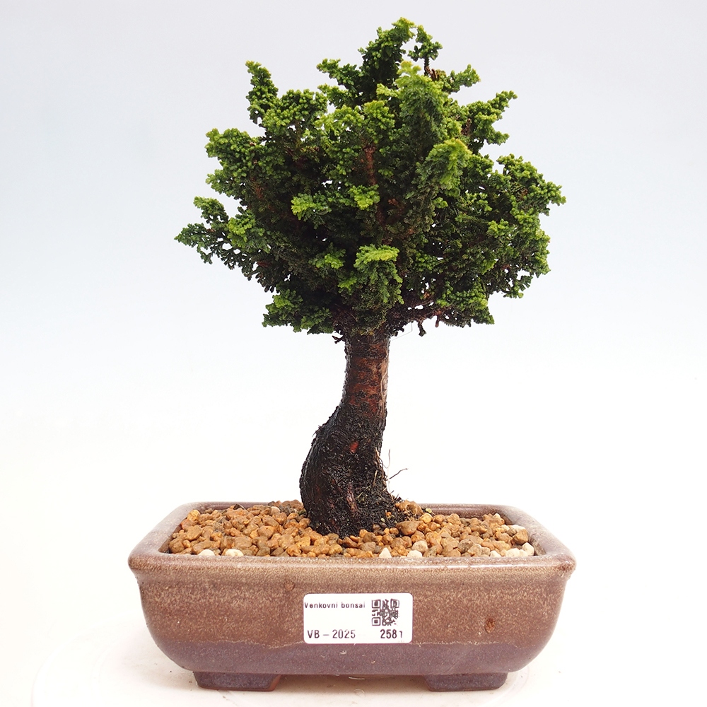 Venkovní bonsai - Cham. obtusa SEKKA HINOKI - Cypřišek