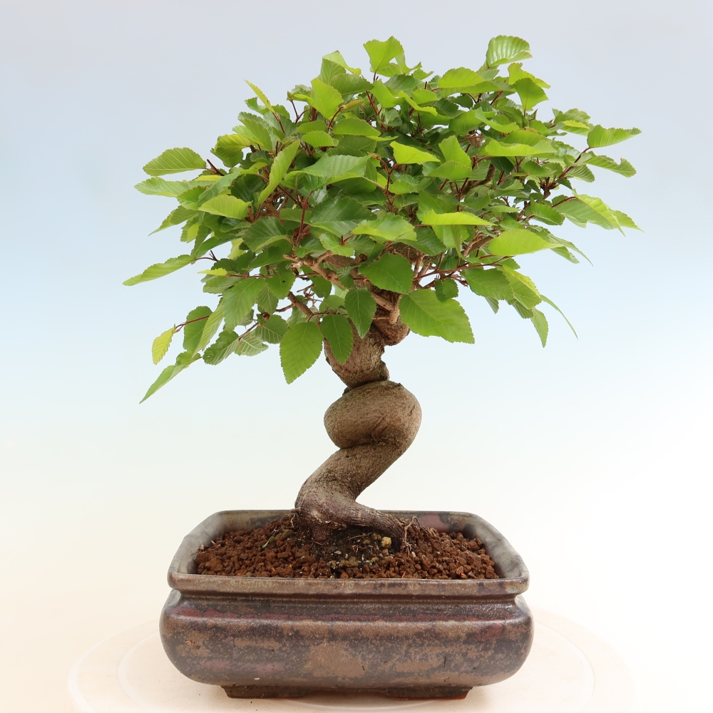 Venkovní bonsai -Carpinus coreana - Habr korejský