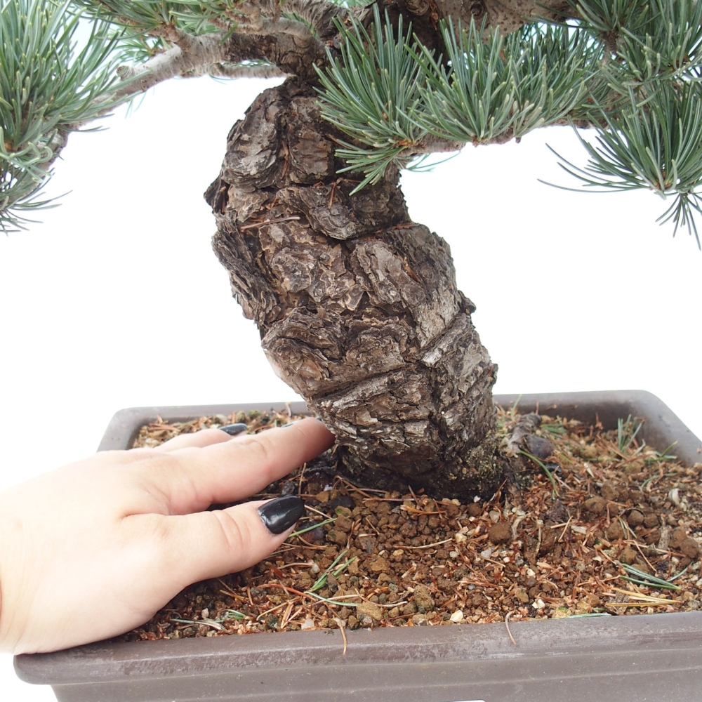 Venkovní bonsai - Pinus parviflora - Borovice drobnokvětá