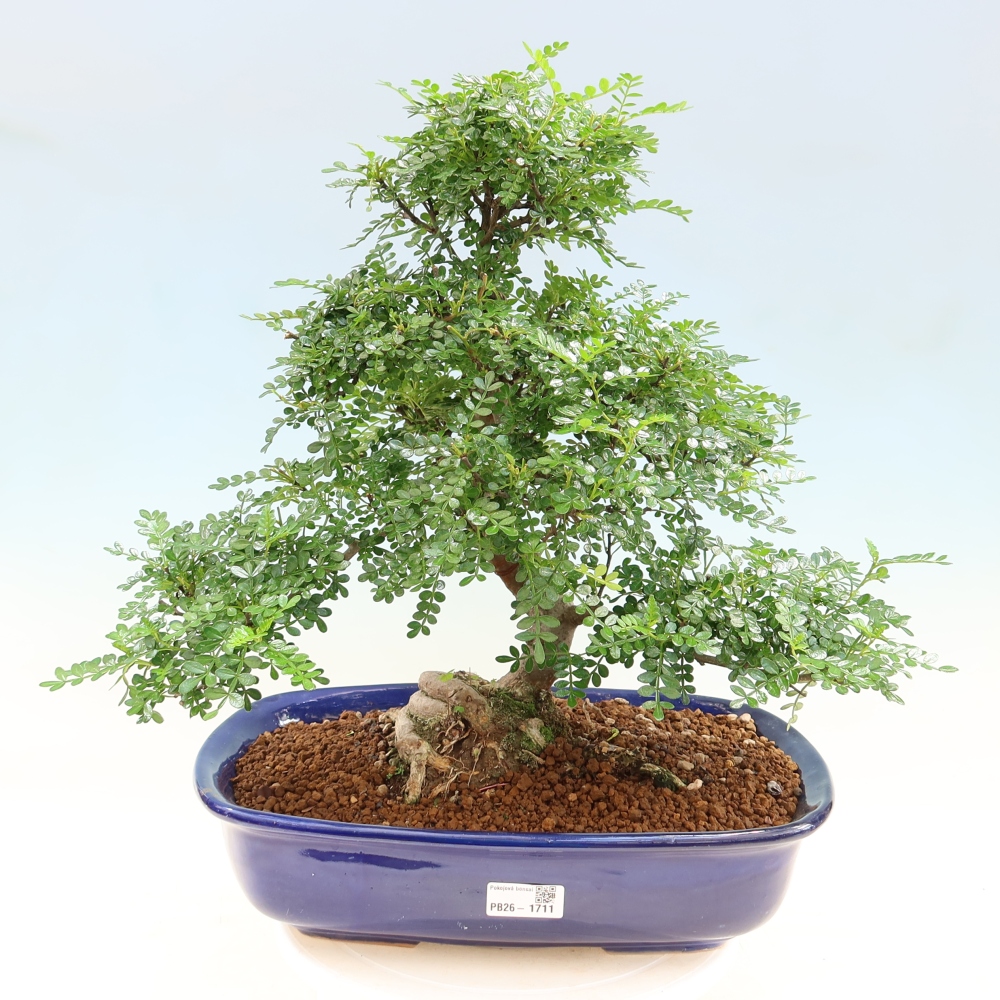 Pokojová bonsai - Zantoxylum piperitum - pepřovník