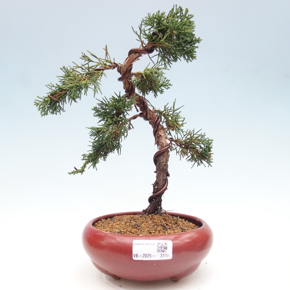Venkovní bonsai - Juniperus chinensis Kishu -Jalovec čínský