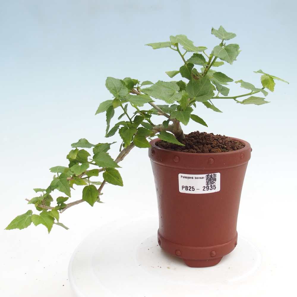 Pokojová bonsai - Malvaviscus arboreus - ibiškovec dřevnatý