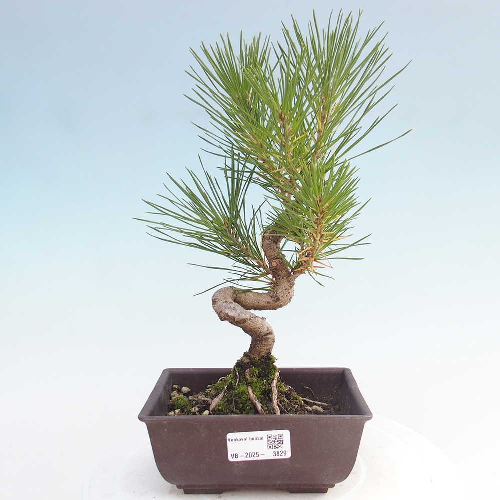 Venkovní bonsai - Pinus thunbergii - Borovice thunbergova