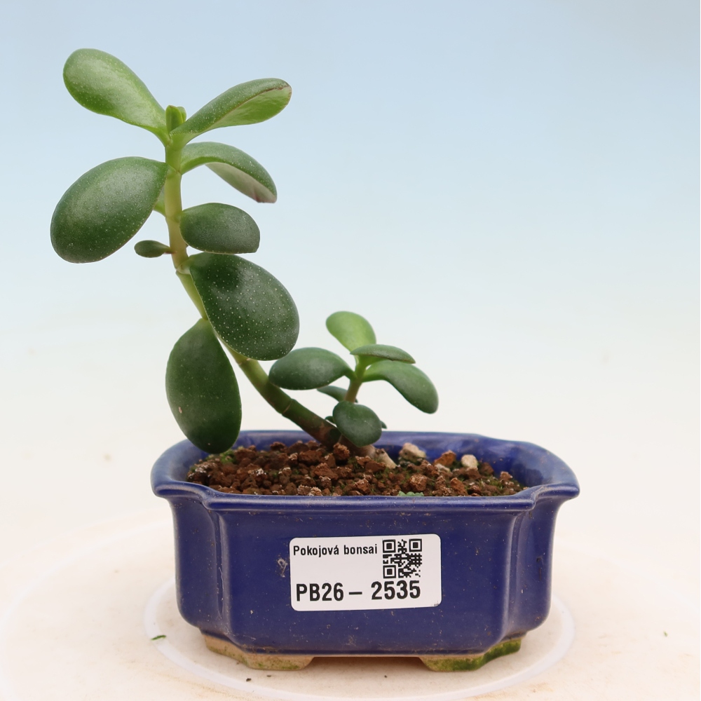 Pokojová bonsai - Portulakaria Afra - Tlustice