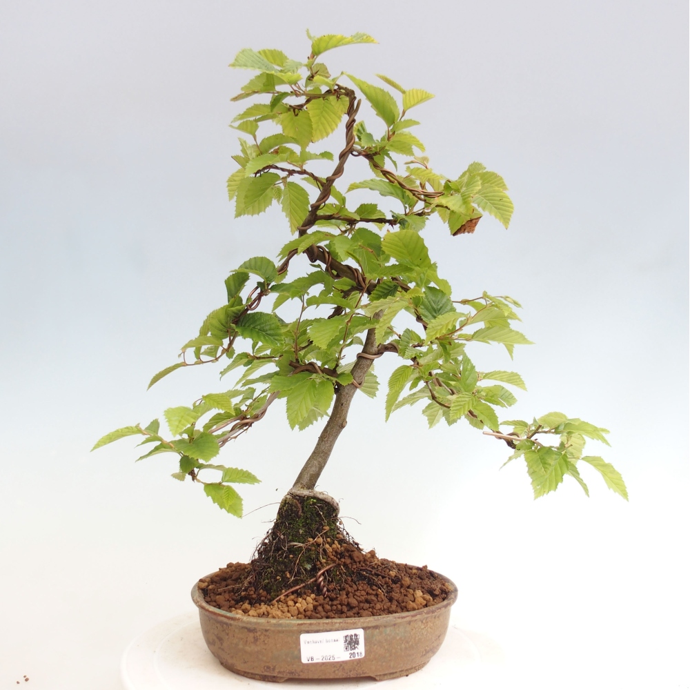 Venkovní bonsai - Habr obecný - Carpinus betulus