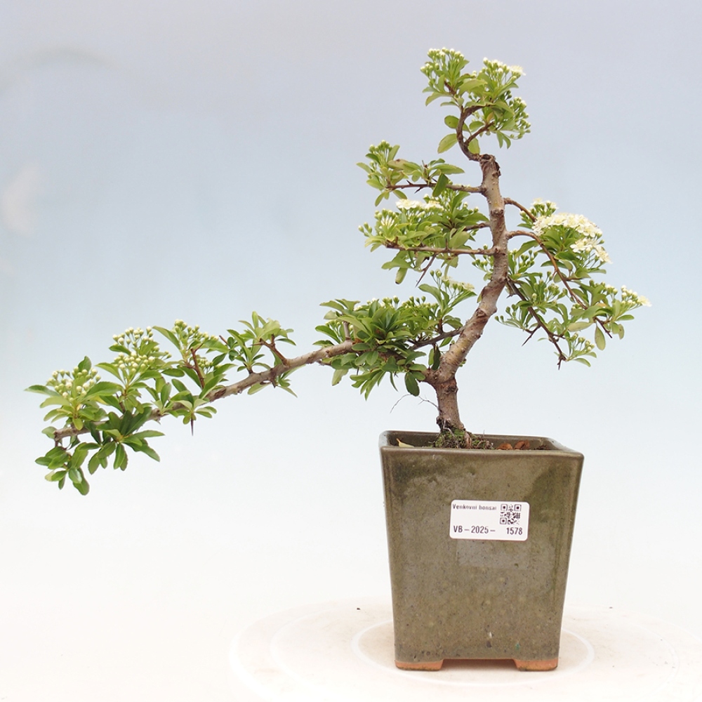 Venkovní bonsai-Pyracanta Teton -Hlohyně