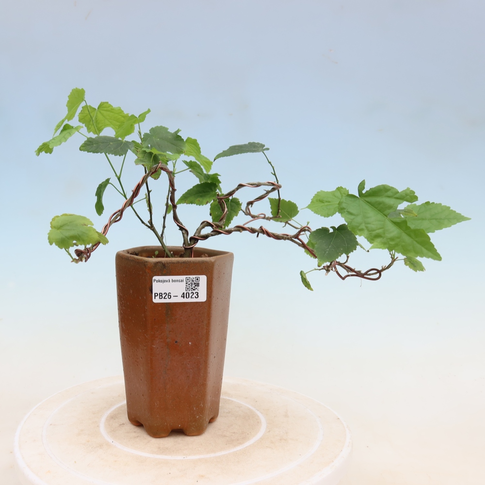 Pokojová bonsai - Abutilon Big Bell - Mračňák poříční