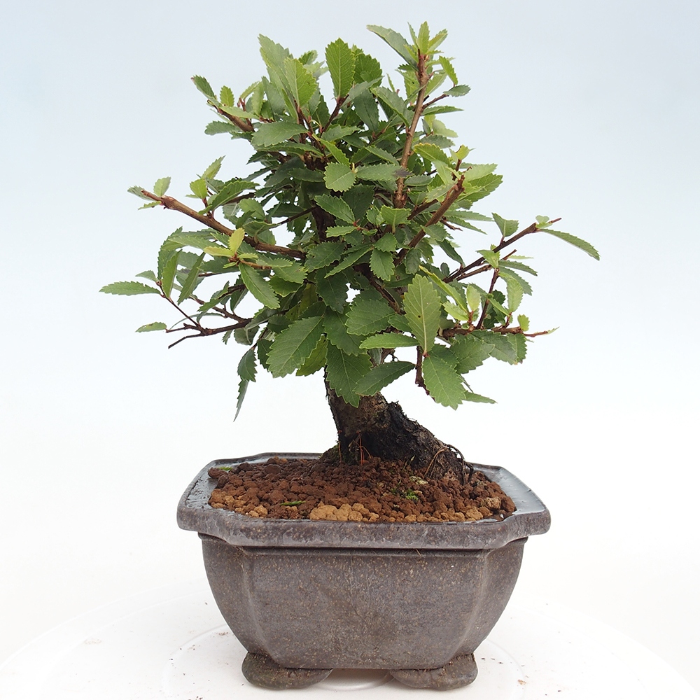 Venkovní bonsai - Zelkova - Zelkova NIRE