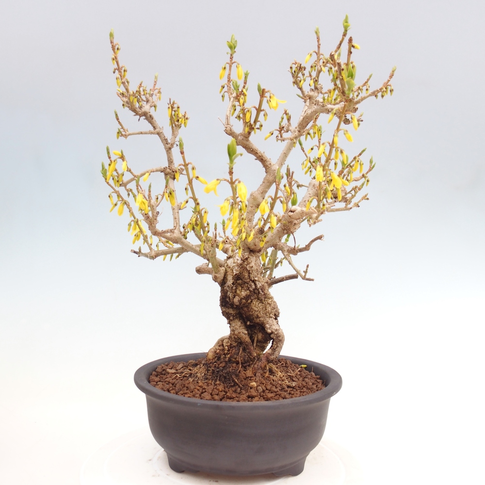 Venkovní bonsai - Zlatice - Forsythia koreana