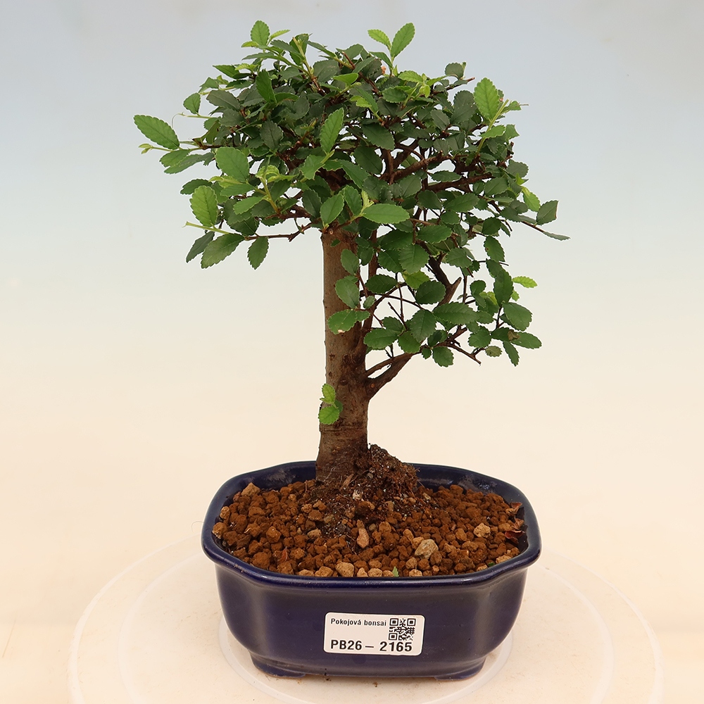 Pokojová bonsai - Ulmus parvifolia - Malolistý jilm