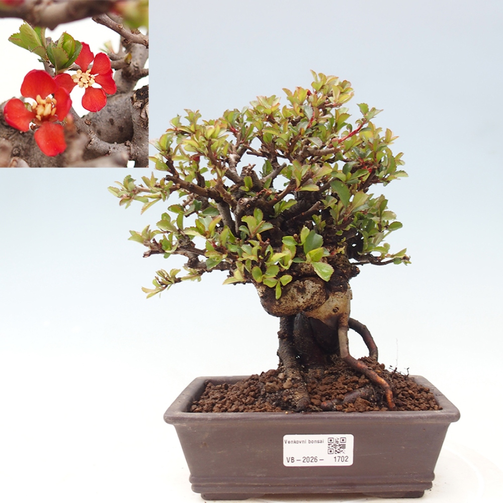 Venkovní  bonsai -  Chaneomeles speciosa - Kdoulovec ozdobný