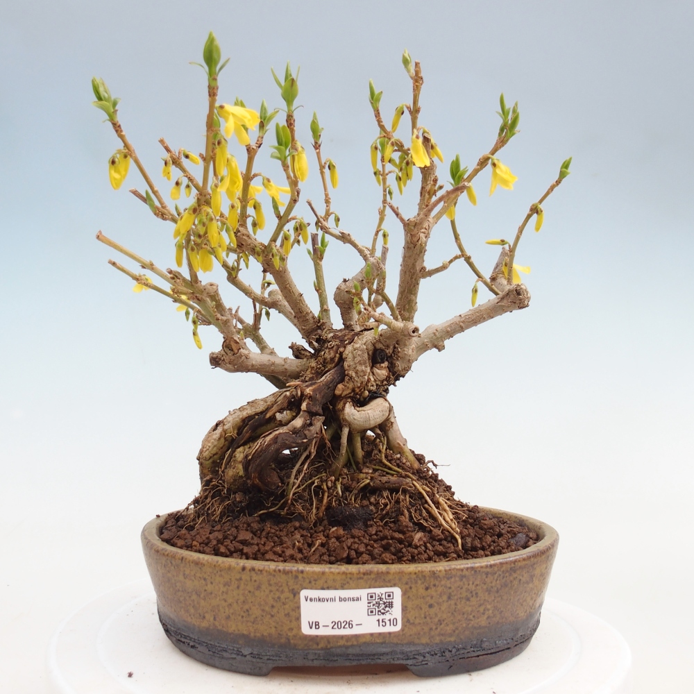 Venkovní bonsai - Zlatice - Forsythia koreana
