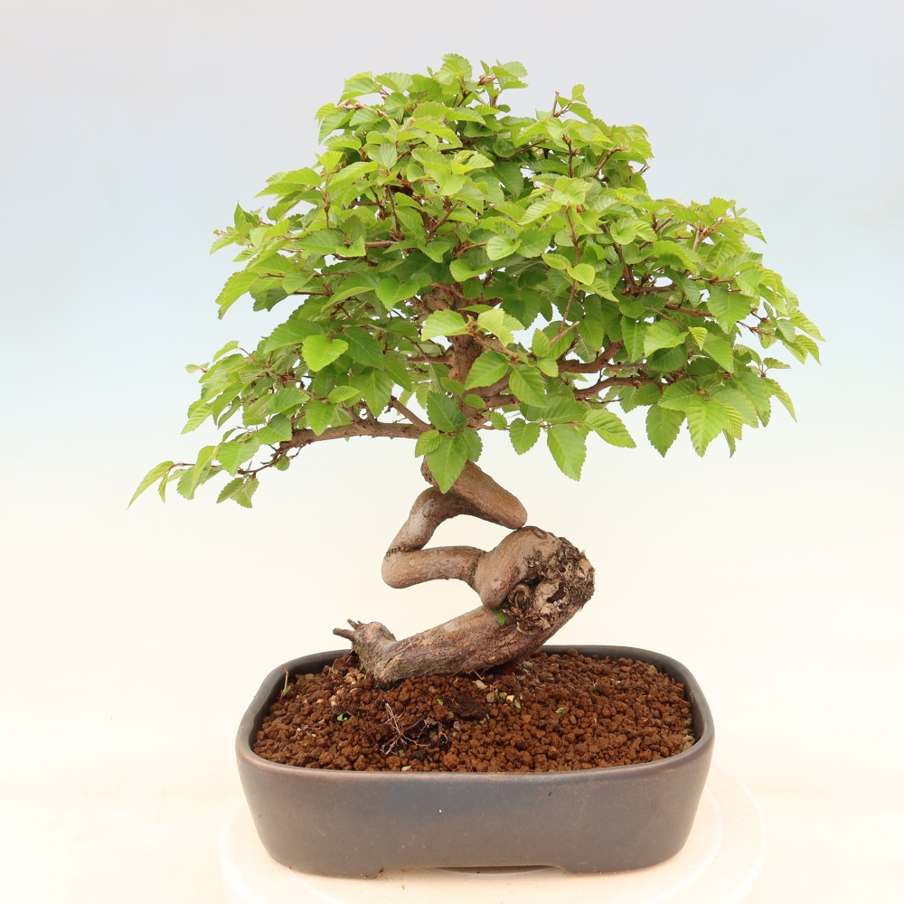 Venkovní bonsai -Carpinus coreana - Habr korejský