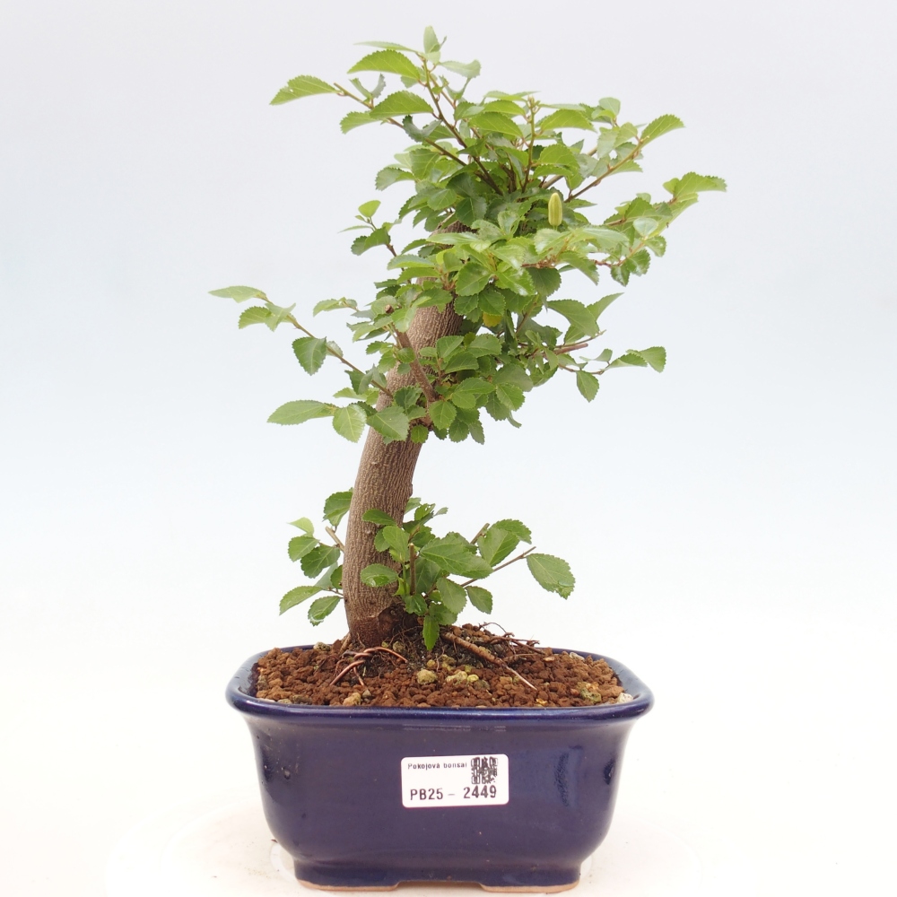 Pokojová bonsai - Grewia occidentalis - Hvězdice levandulová