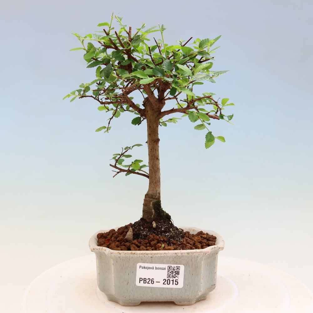 Pokojová bonsai - Ulmus parvifolia - Malolistý jilm