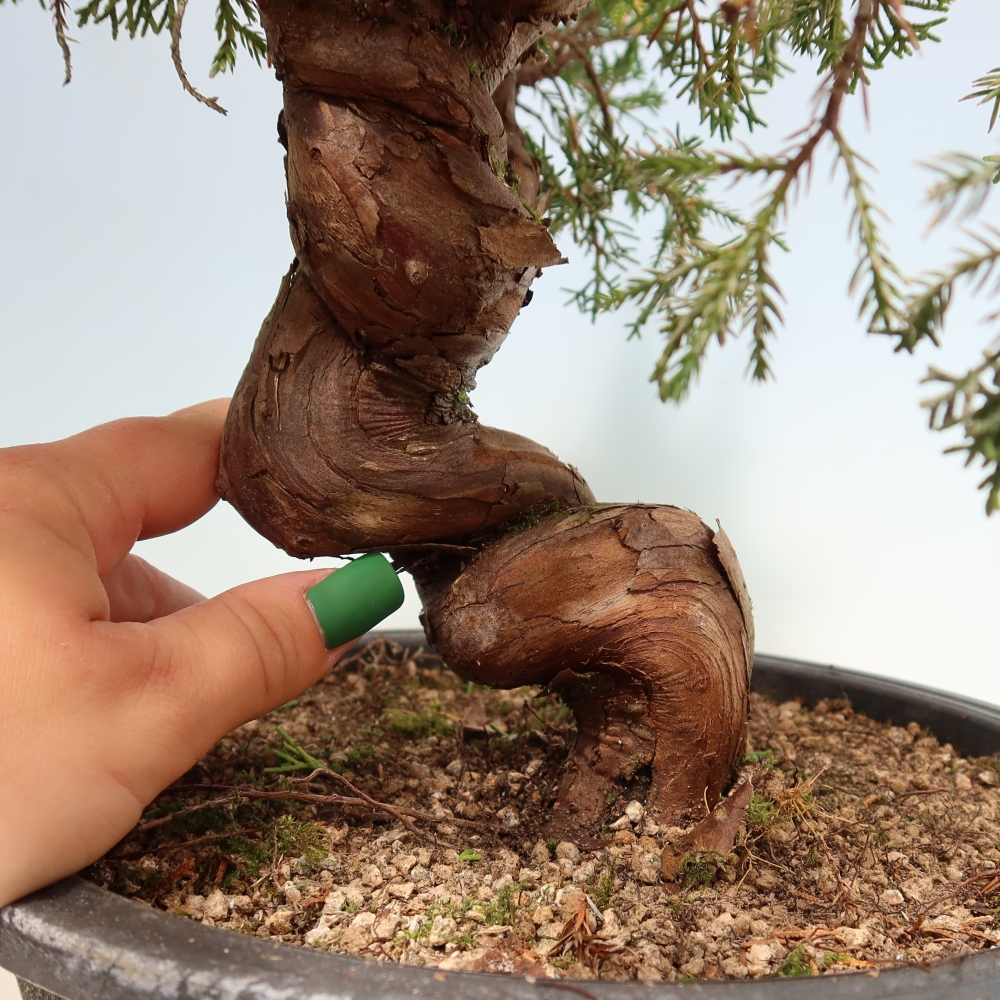 Venkovní bonsai - Juniperus chinensis Itoigawa-Jalovec čínský