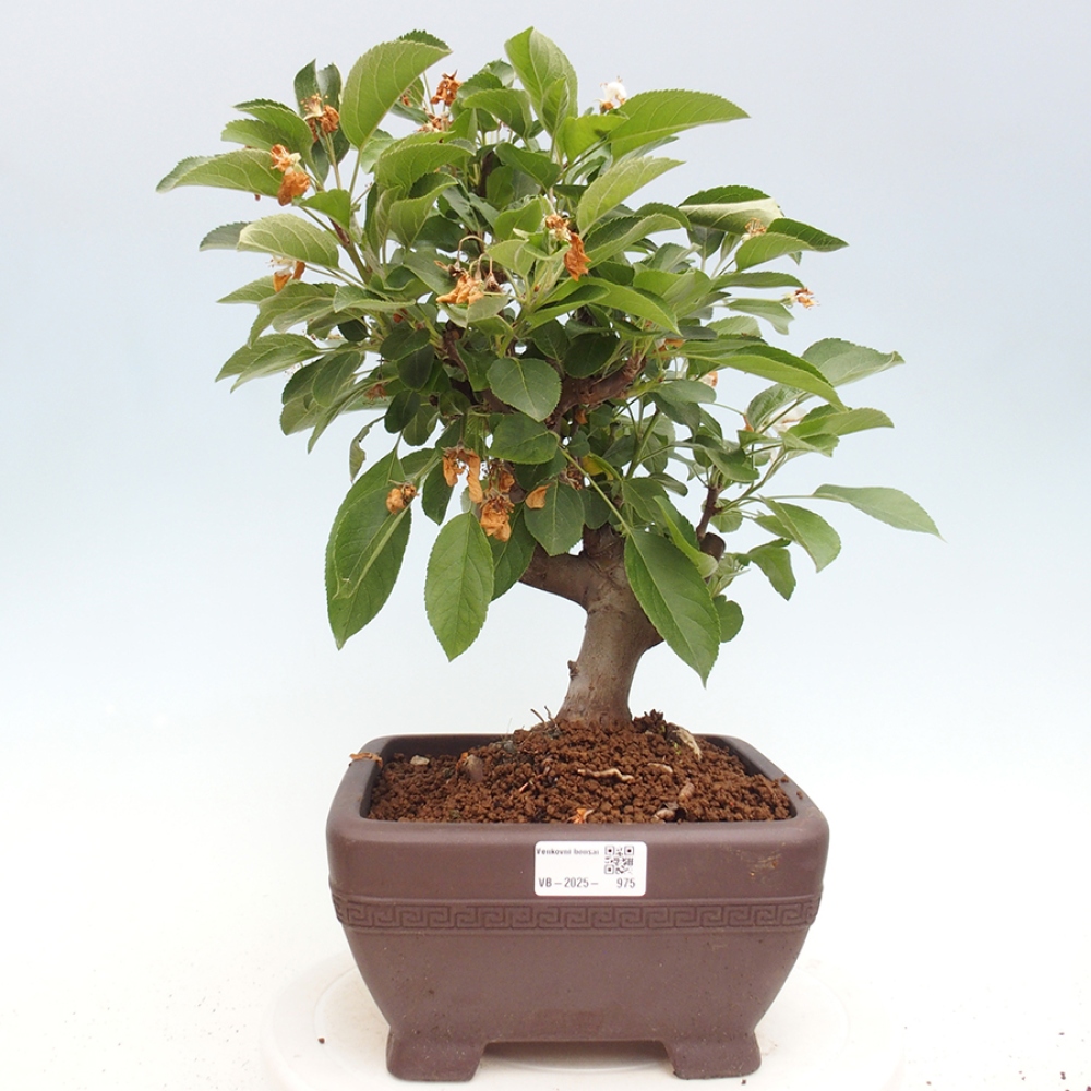 Venkovní bonsai -Malus halliana - Maloplodá jabloň