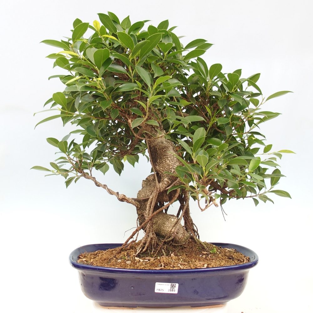 Pokojová bonsai - Ficus kimmen -  malolistý fíkus - POUZE OSOBNÍ ODBĚR nebo paletová přeprava