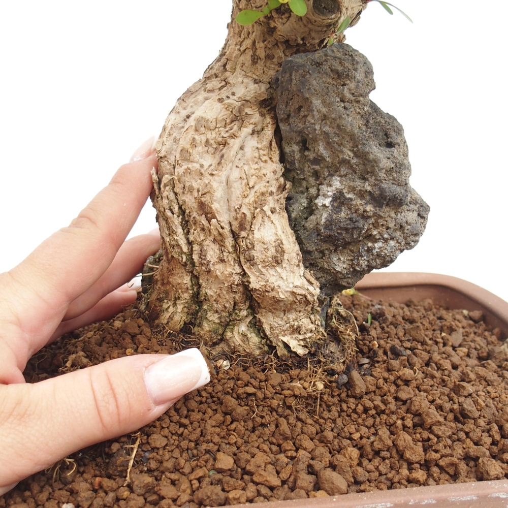 Venkovní bonsai - Berberis coreana - Dřištál korejský