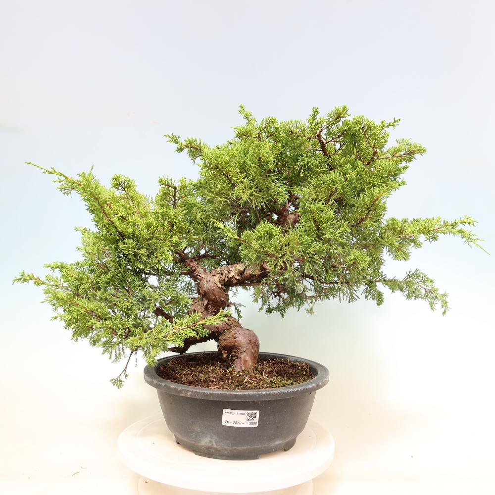 Venkovní bonsai - Juniperus chinensis Itoigawa-Jalovec čínský