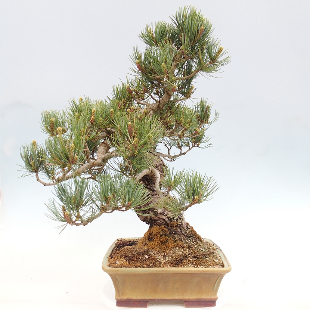 Venkovní bonsai - Pinus parviflora - Borovice drobnokvětá