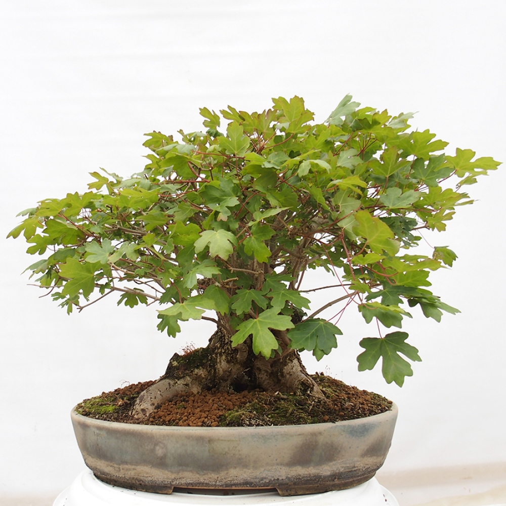Venkovní bonsai -Javor babyka - Acer campestre