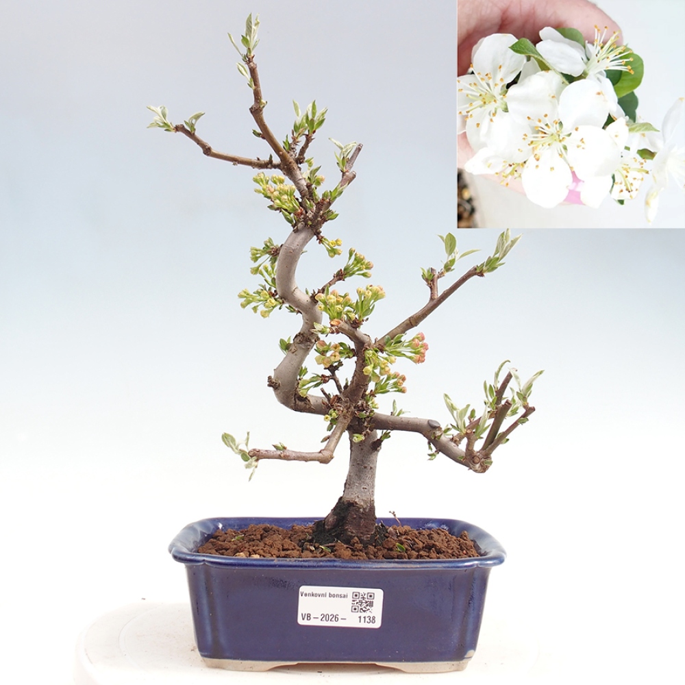 Venkovní bonsai - Malus sargentii -  Maloplodá jabloň