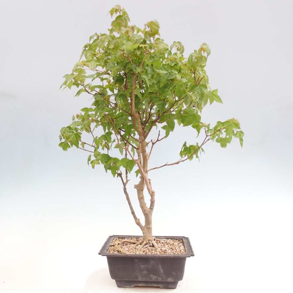 Venkovní bonsai - Acer Buergerianum - Javor Burgerův