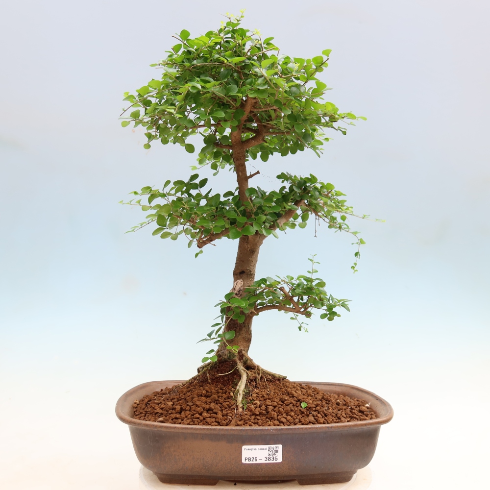Pokojová bonsai -Ligustrum retusa - malolistý ptačí zob