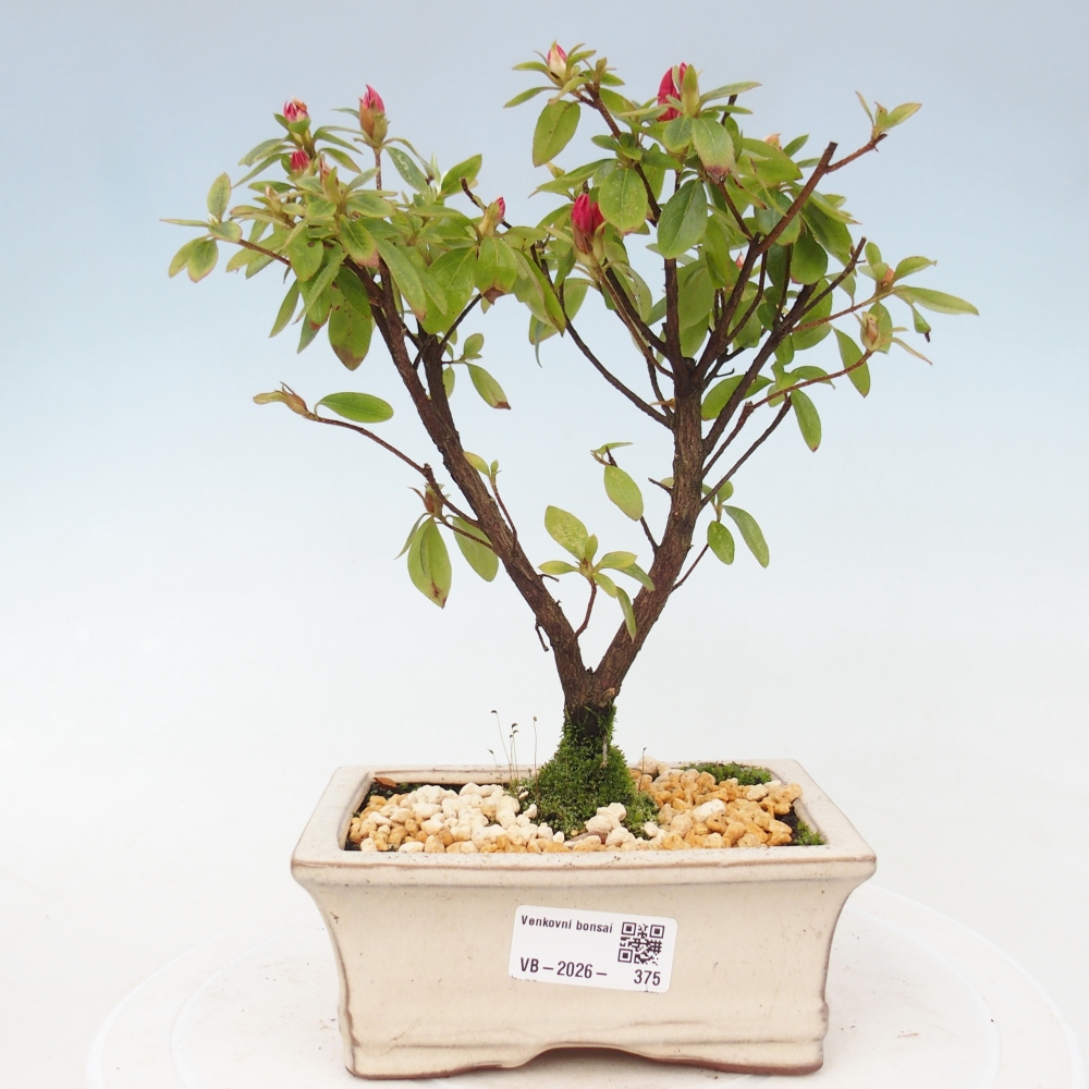 Venkovní bonsai - Japonská azalka - Azalea sp.