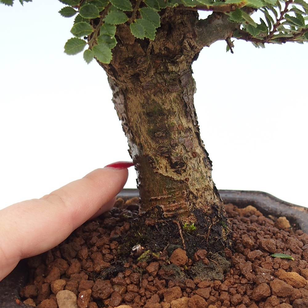 Venkovní bonsai - Ulmus parvifolia Hokkaido - jilm Čínský