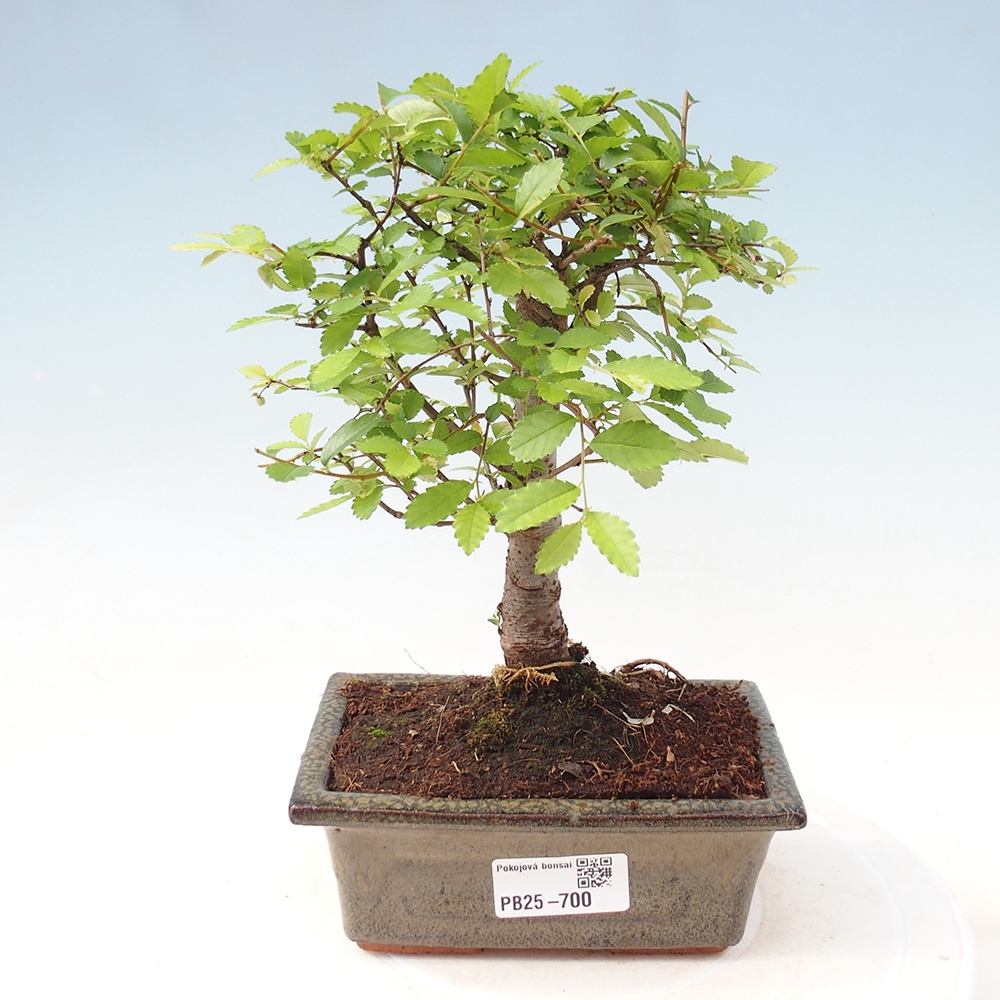 Pokojová bonsai - Ulmus parvifolia - Malolistý jilm
