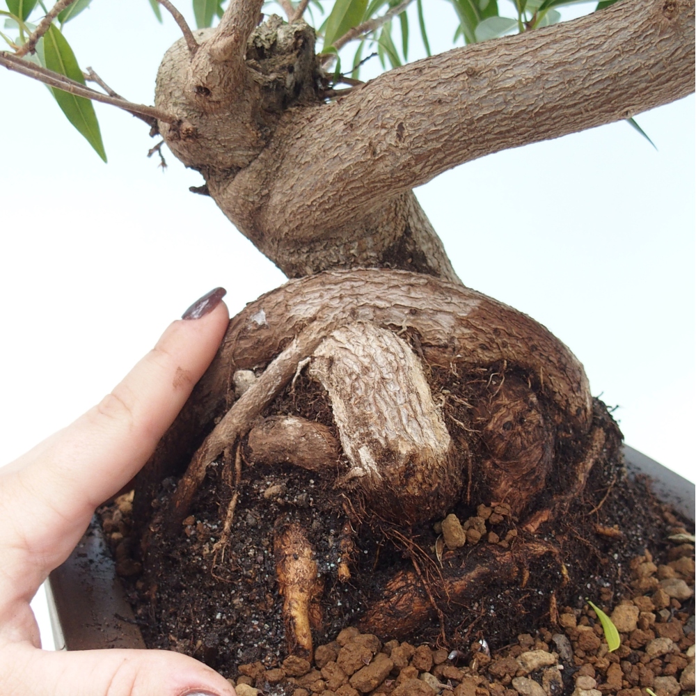 Pokojová bonsai - Ficus nerifolia -  malolistý fíkus