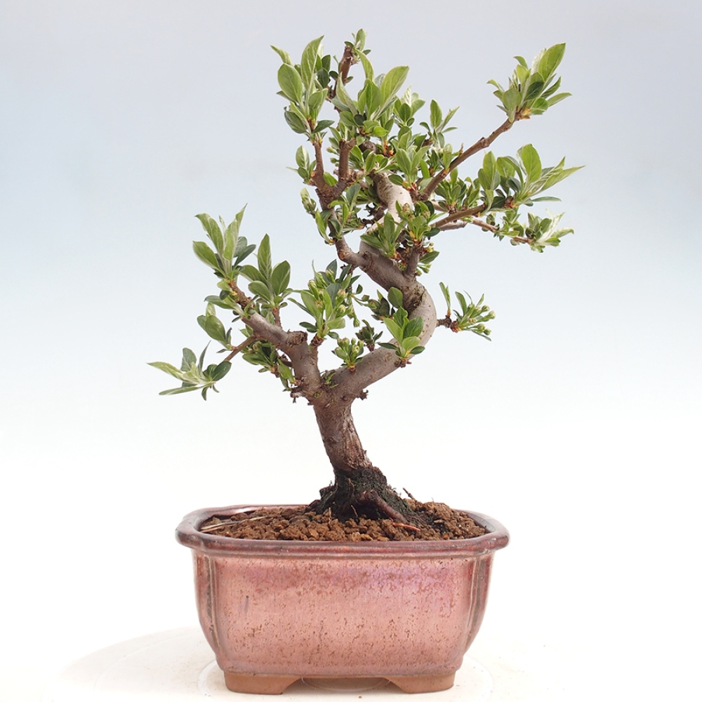 Venkovní bonsai - Malus sargentii -  Maloplodá jabloň