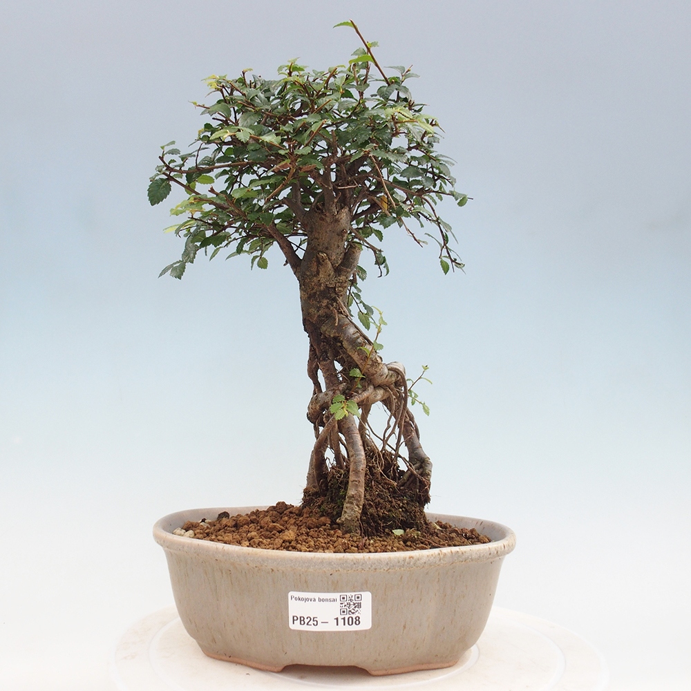 Pokojová bonsai - Ulmus parvifolia - Malolistý jilm