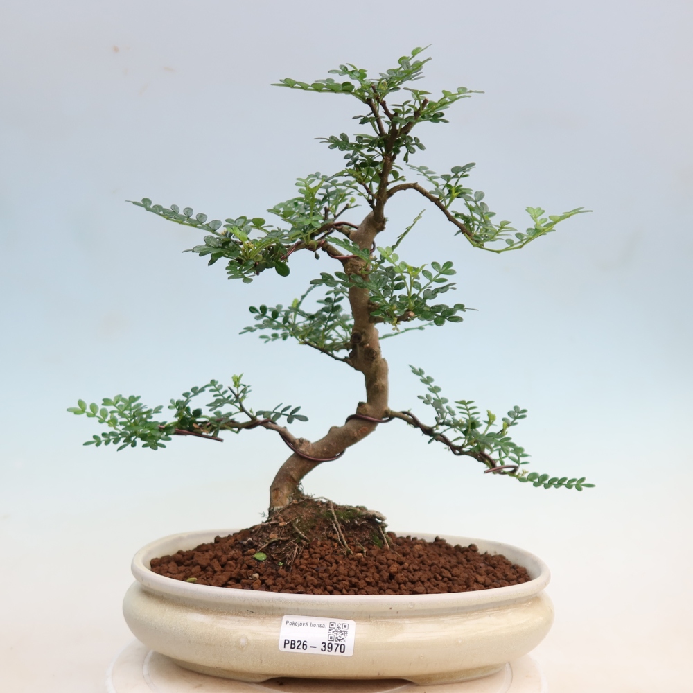 Pokojová bonsai - Zantoxylum piperitum - Pepřovník