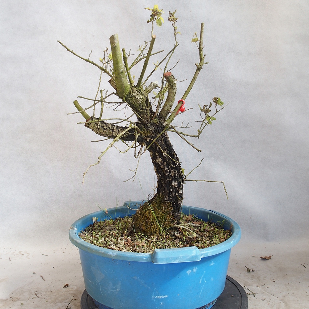 Venkovní bonsai Quercus Cerris - Dub Cer