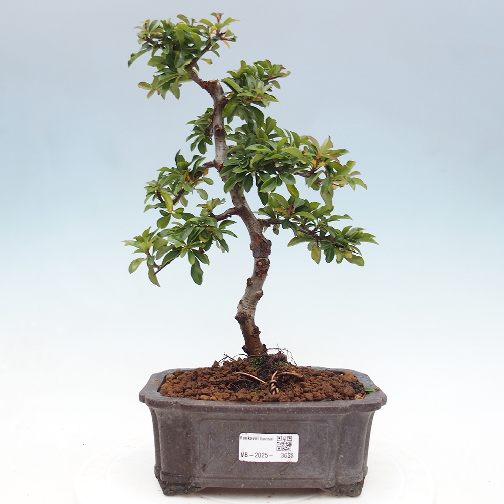 Venkovní bonsai-Pyracanta Teton -Hlohyně