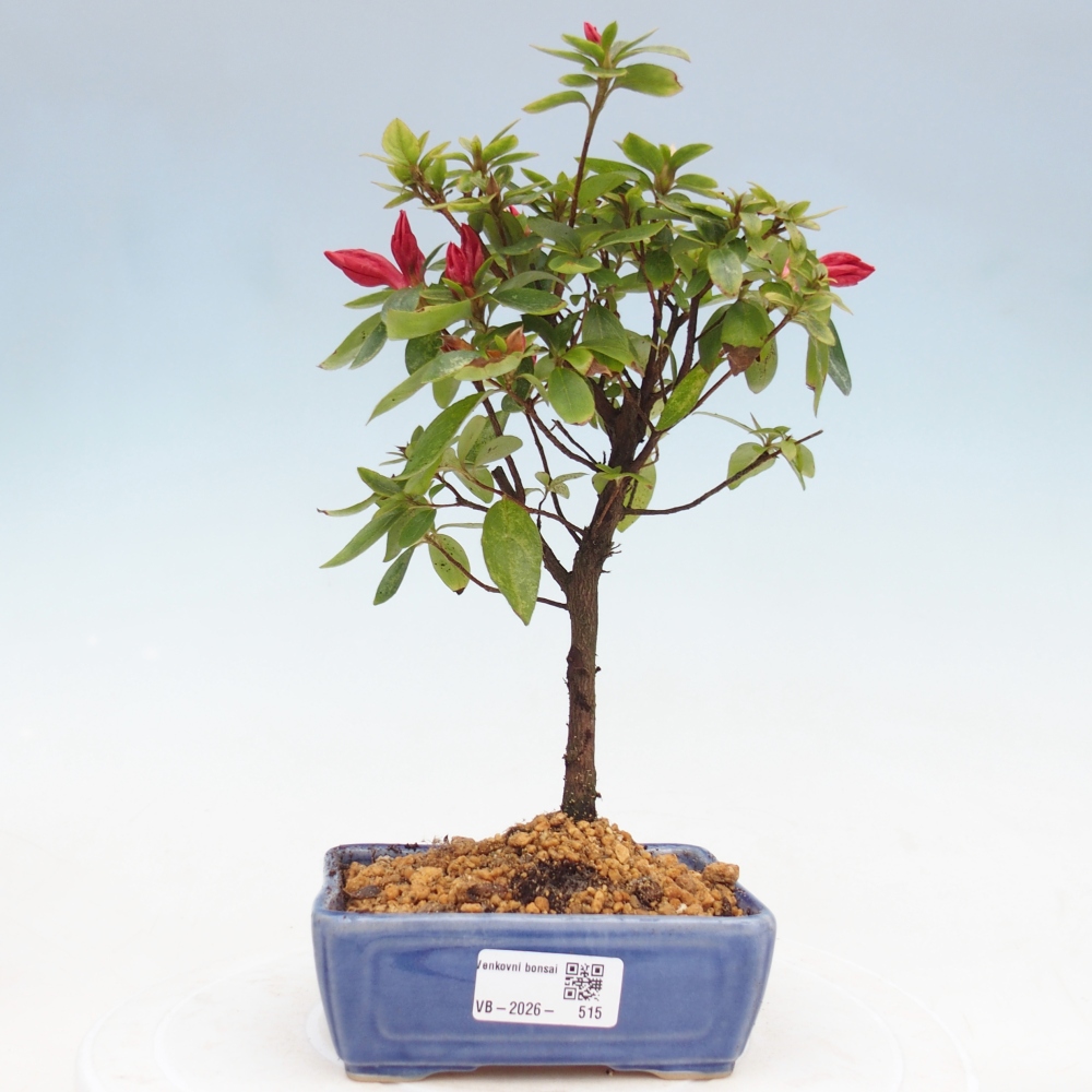 Venkovní bonsai - Japonská azalka - Azalea sp.